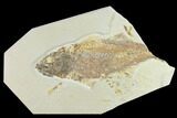 Bargain 8.4" Fossil Fish (Mioplosus) - Uncommon Species - #131524-1